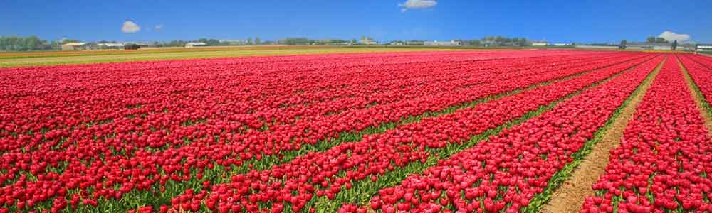 Tuintips april Tuinmeubelland