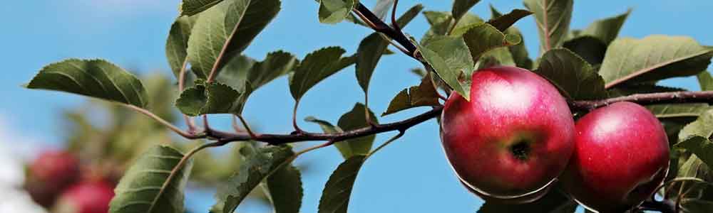 Tuintips augustus Tuinmeubelland