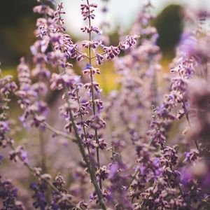 natuurlijke wilde achtertuin idee natuurlijke wilde achtertuin idee