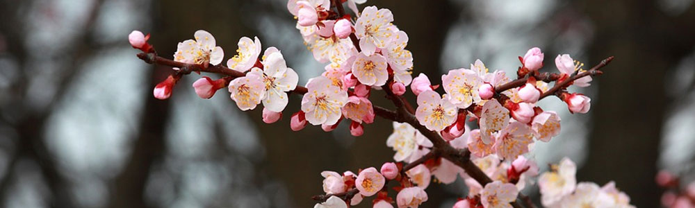 Tuintips voor de maand april