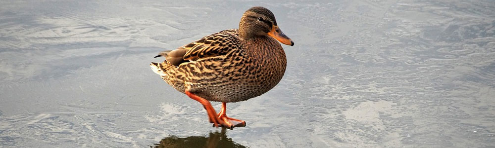 Tuintips voor de maand februari