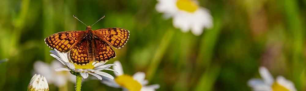 Tuintips voor de maand mei