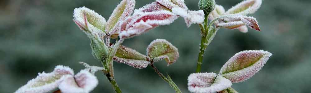 Tuintips voor de maand december