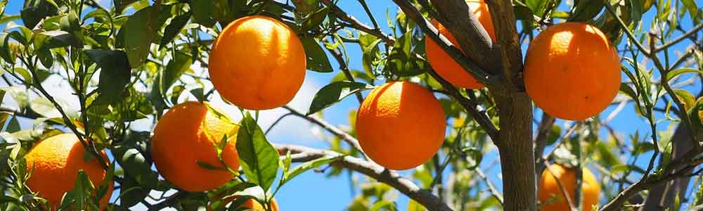 Tuintips voor de maand juli